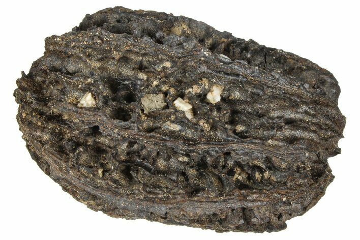Pliocene Fossil Butternut Tree (Juglans) Nut - France #365386